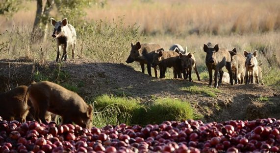 bontebok ridge reserve